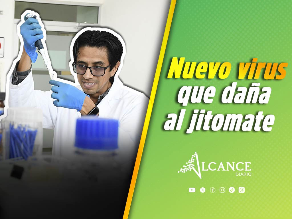 Estudia el Laboratorio de Cultivo de Tejidos Vegetales estrés de las plantas y nuevo virus del jitomate