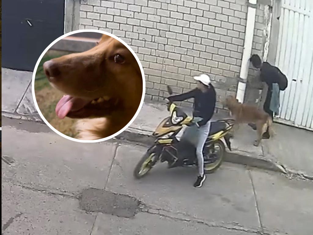 ¡Final feliz! Perrito abandonado en la colonia Bugambilias encuentra nuevo hogar; ahora se llama Pretzel