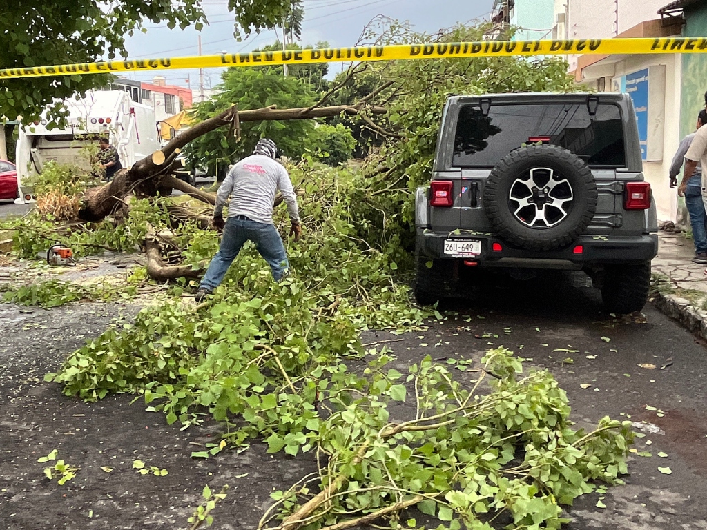 Lluvias árboles
