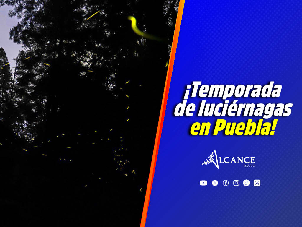 Estos son 5 lugares para disfrutar de la temporada de luciérnagas en Puebla