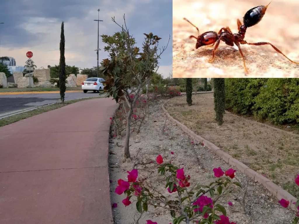 Mujer en Lomas de Angelópolis denuncia ataque de hormiga venenosa