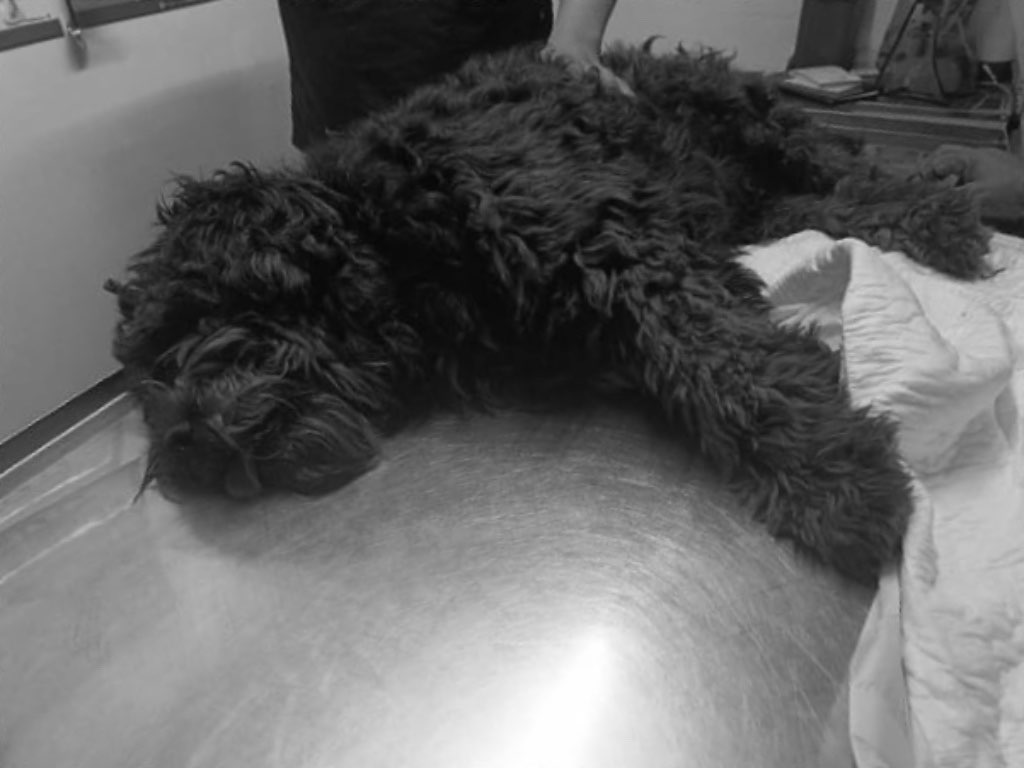 Lomito muere atropellado tras ser abandonado en Xilotzingo