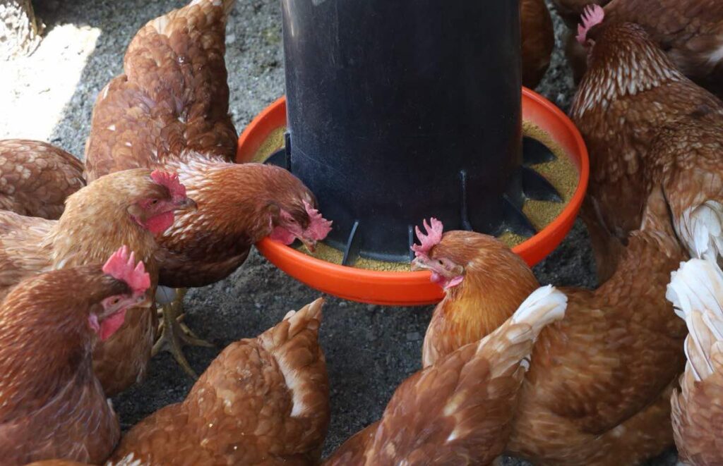 Módulos Avícolas, así promueve Bienestar la autosuficiencia alimentaria en Puebla