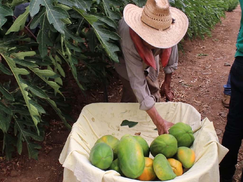 Tecnológico de Tecomatlán y el INAES impulsan la agricultura en la Mixteca