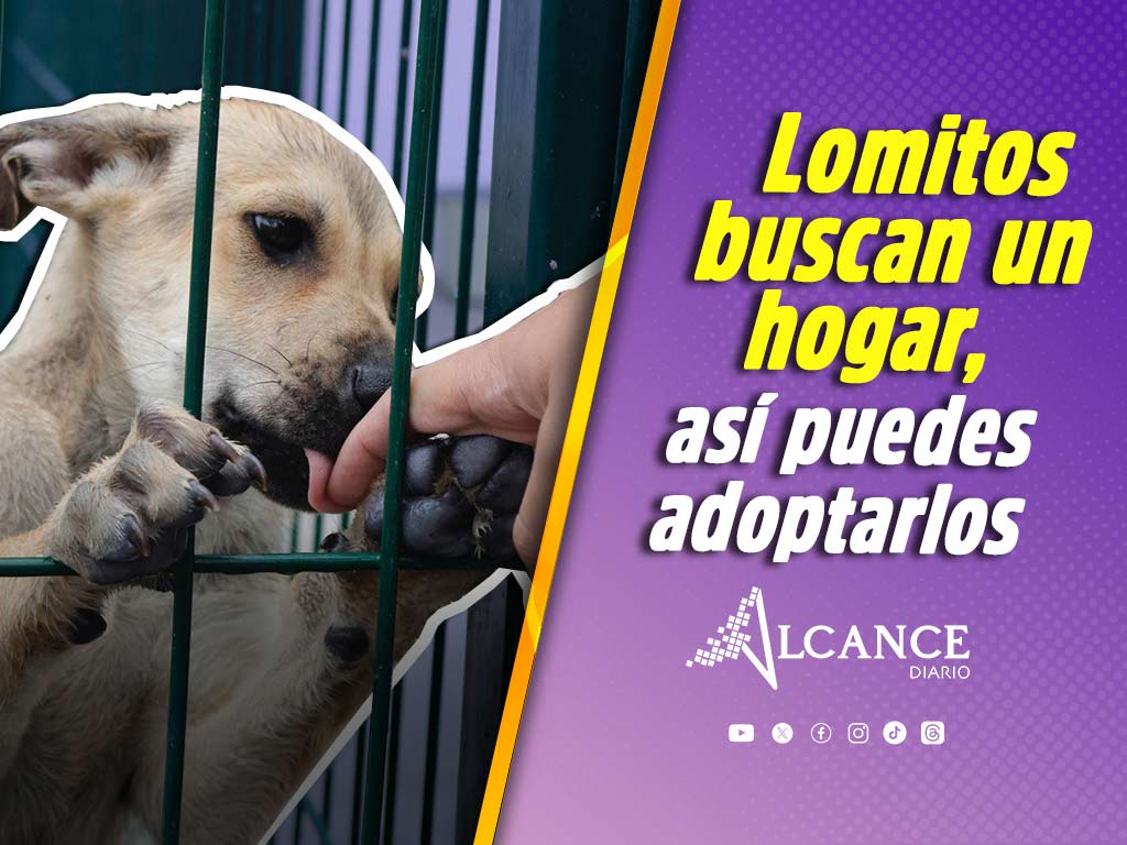 Así puedes adoptar una mascota en la nueva Estancia de Bienestar Animal de Puebla en Amalucan
