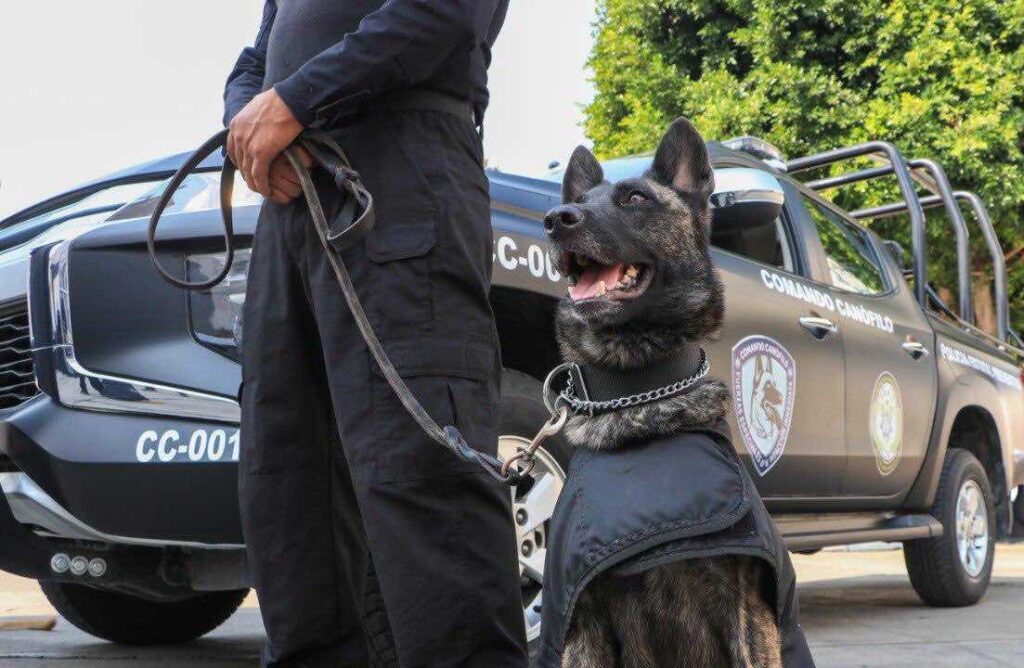 Comando Canófilo de la SSP logra certificación internacional en detección de narcóticos
