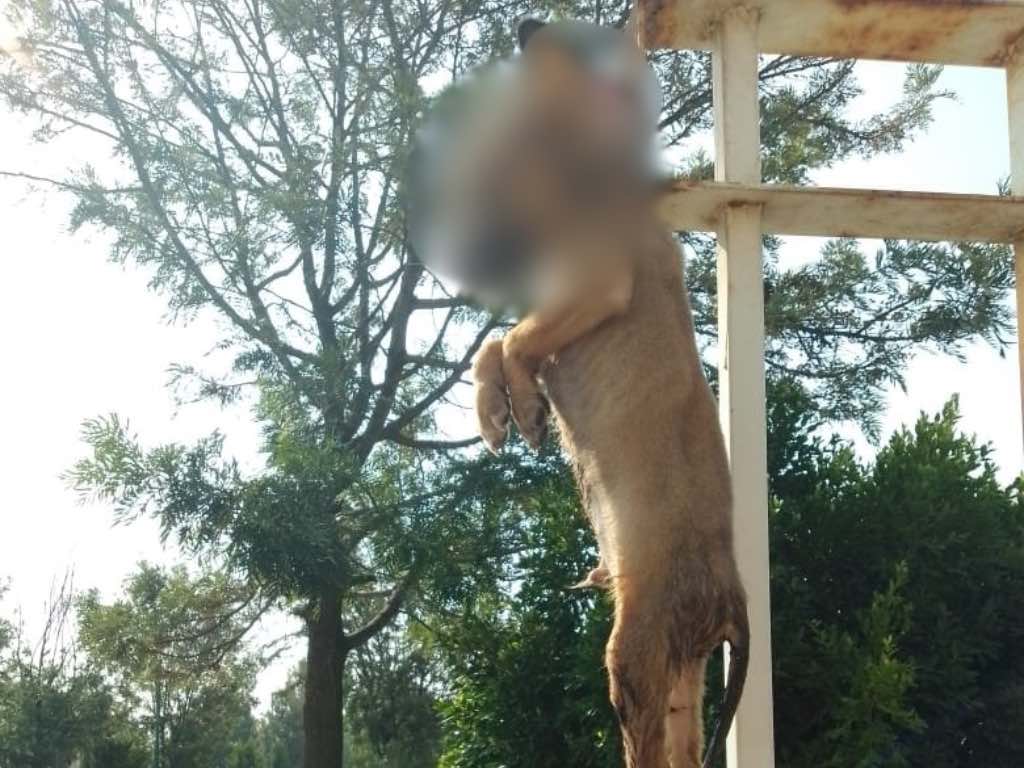 Buscan a responsable que ahorcó a un perro en fraccionamiento de Huejotzingo