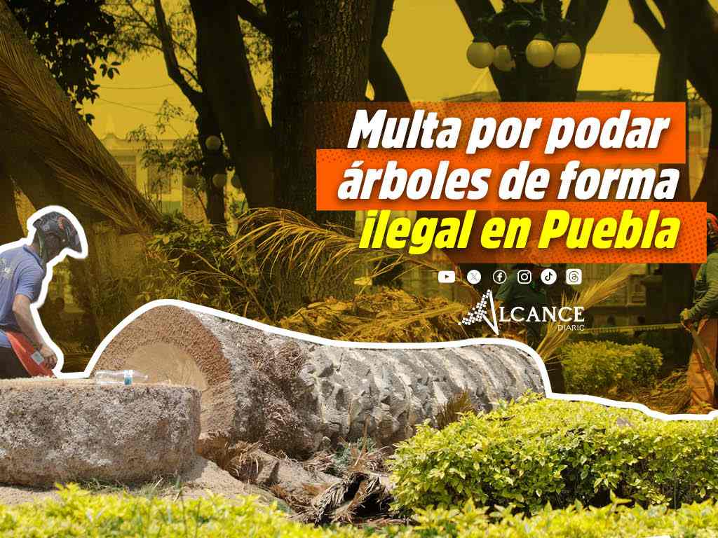 Ley de Arbolado en Puebla: Poda ilegal de árboles se sancionará con 54 mil pesos y 36 horas de prisión