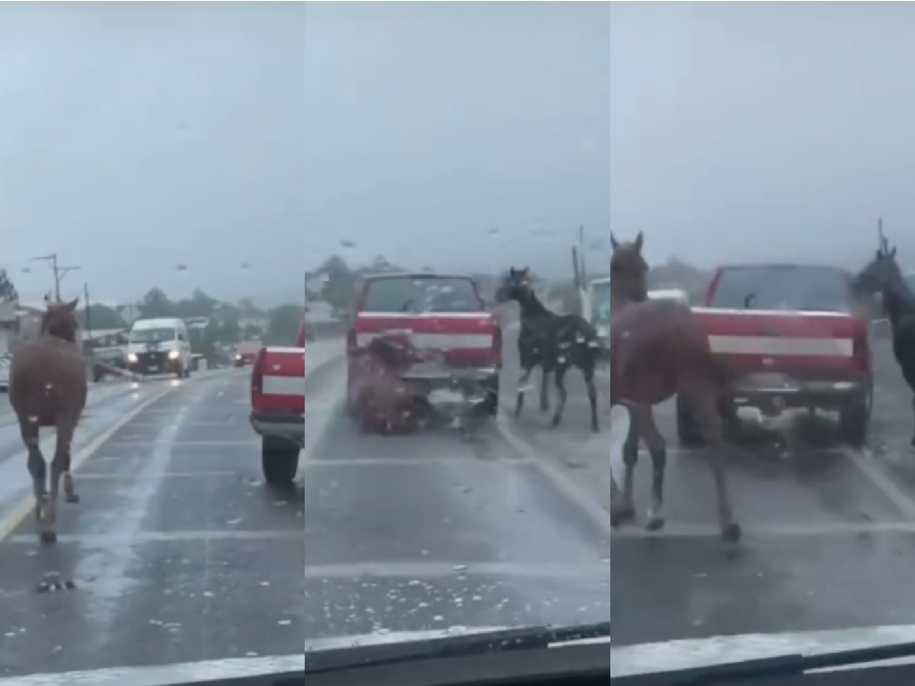 Buscan a persona que arrastró a caballos amarrados a su camioneta en el municipio de Zaragoza, Puebla
