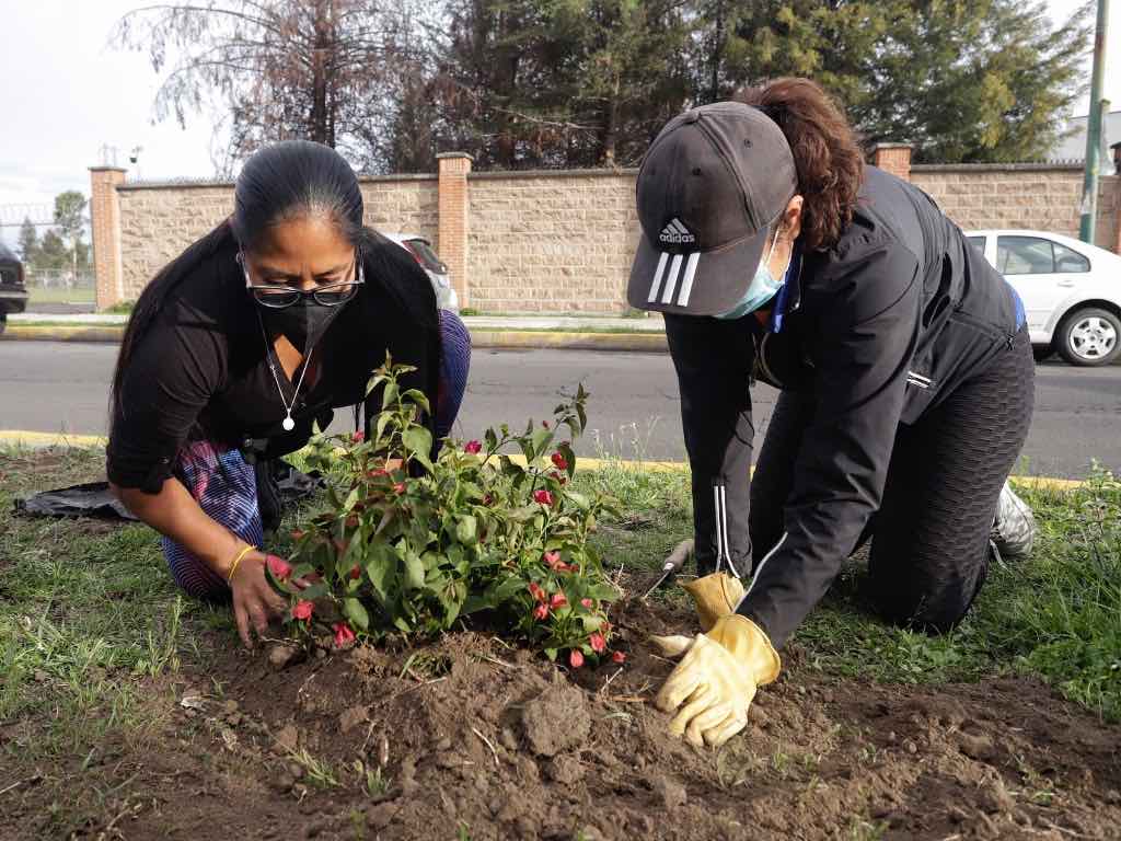 Poblanos tendrán que pedir permiso a Ayuntamientos para podar árboles de sus casas