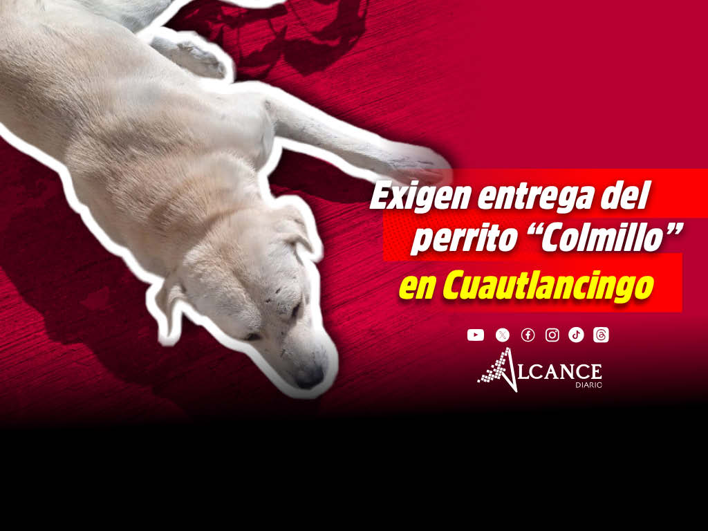Abogados Animalistas exigen al Ayuntamiento de Cuautlancingo entregar con vida al perrito "Colmillo" 
