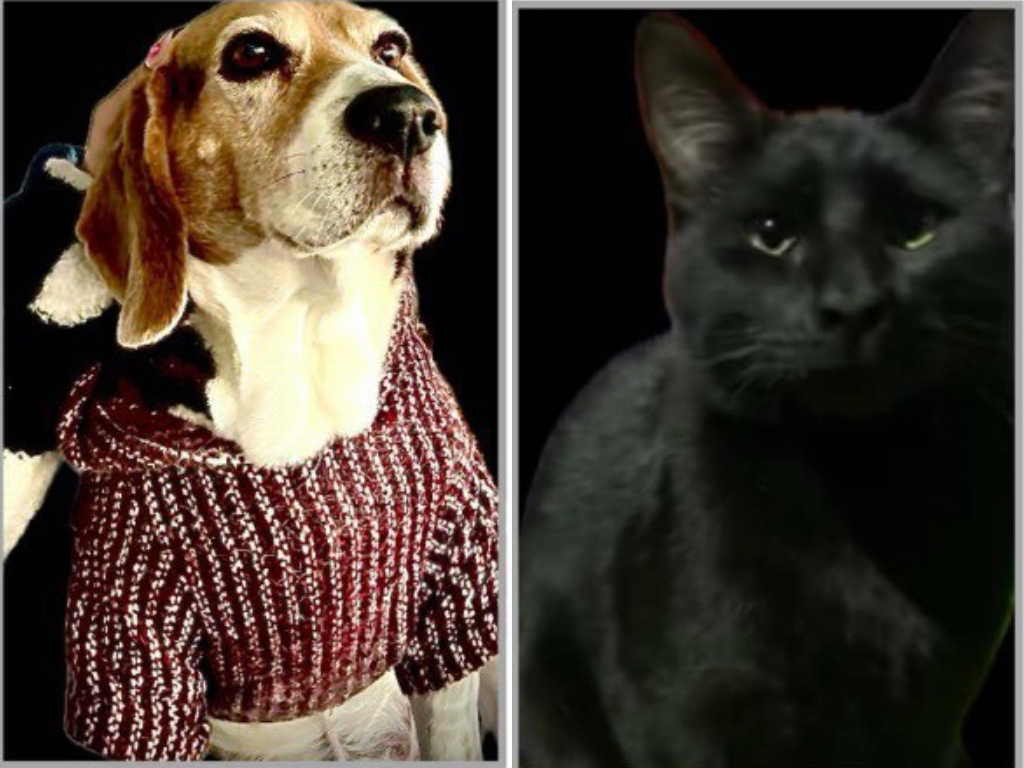 Denuncian envenenamiento masivo de perros y gatos en Lomas del Valle