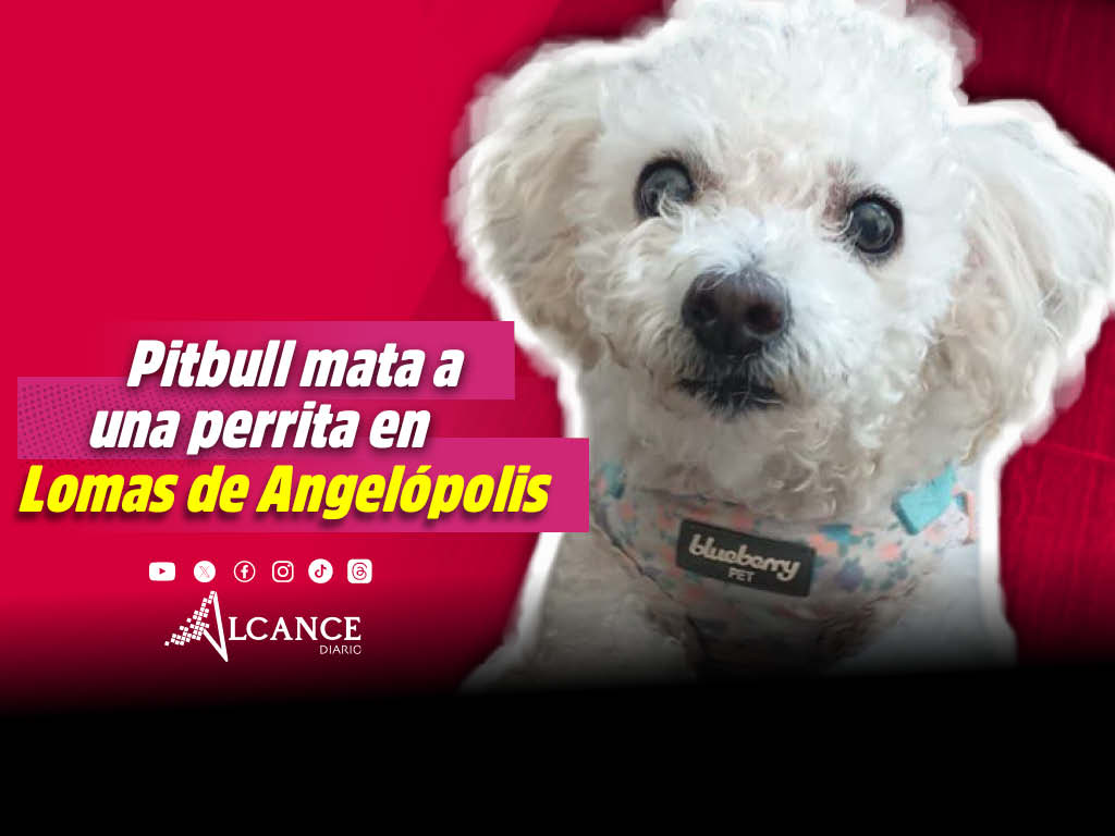 Pitbull sin correa ataca a dos perritos en parque de Lomas de Angelópolis; uno murió