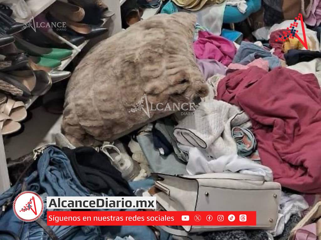 Robo en Campestre Haras del Bosque: se llevan armas, cartuchos y más de un millón en joyas y bolsas