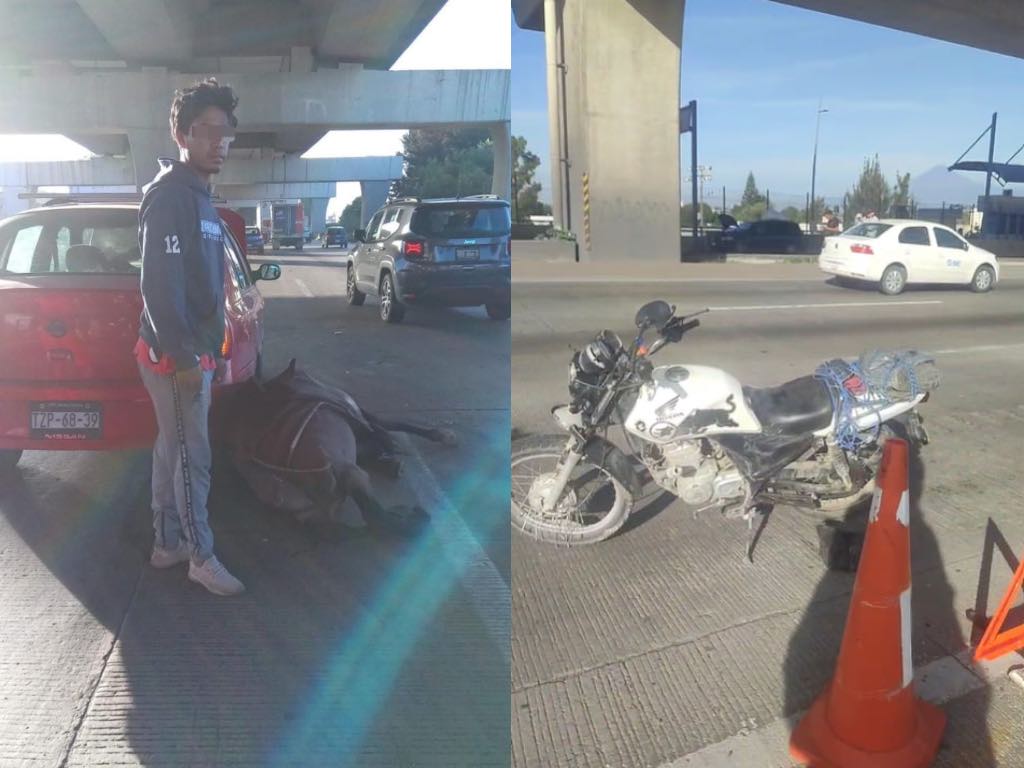 Accidentes en la autopista México-Puebla: un motociclista fallecido y un caballo atropellado