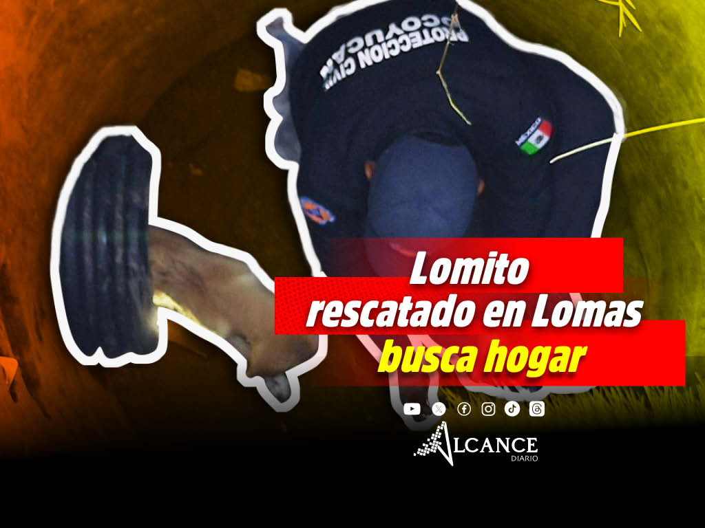 Rescatan a lomito que cayó a una coladera en Lomas de Angelópolis