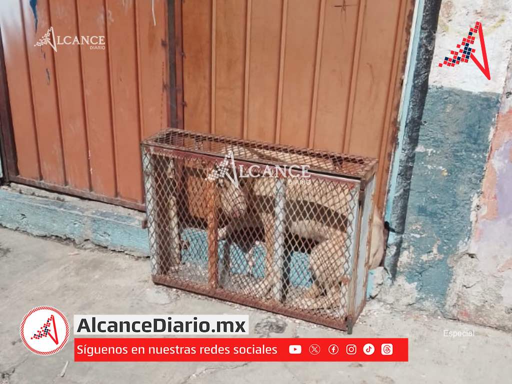 ¡Indignante! Encierran a perrito en una pequeña jaula en un taller mecánico en Puebla