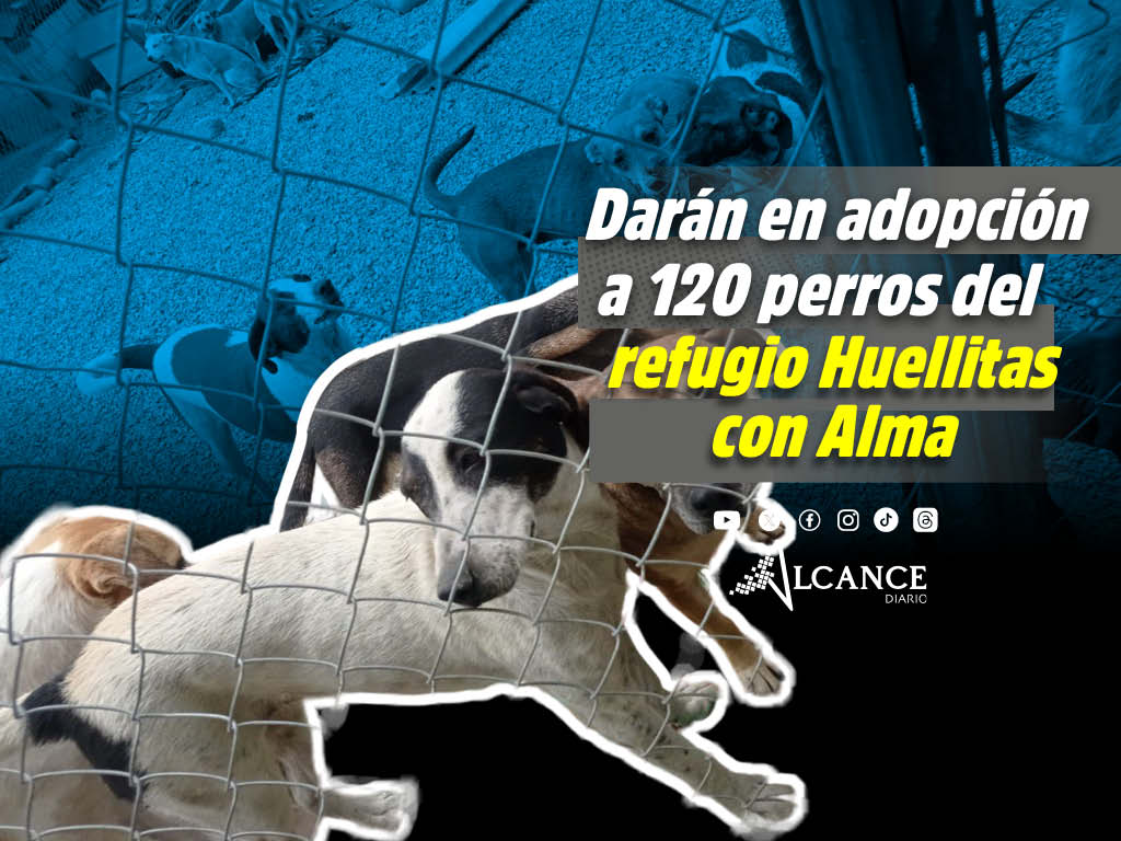 Darán en adopción a perros del refugio Huellitas con Alma; FGE investiga sanciones por quejas