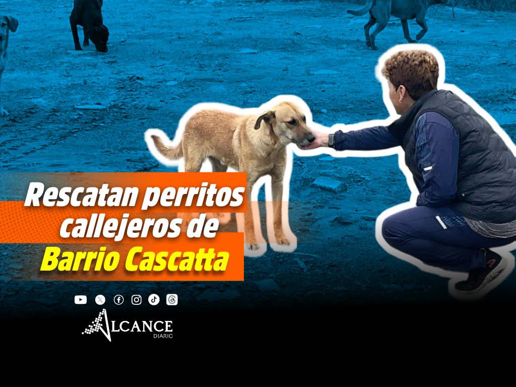 Refugio "Amor Peludo" rescata a perritos callejeros del Chedraui Selecto de Barrio Cascatta
