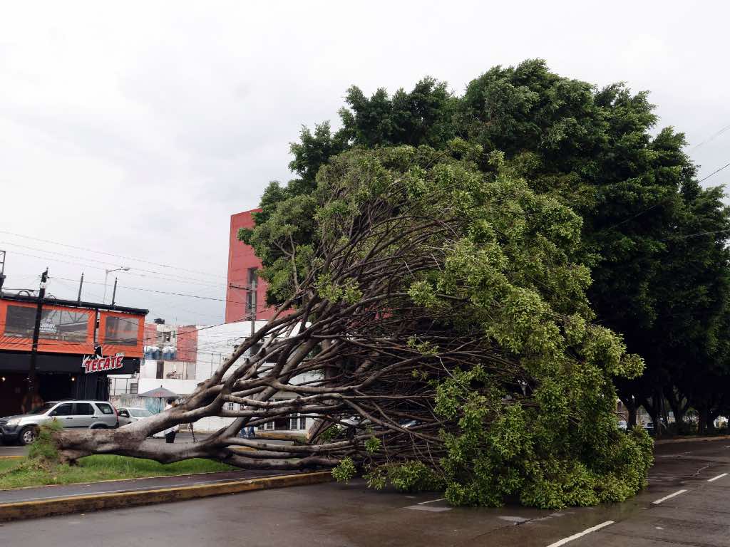 Reporta Protección Civil 14 árboles caídos por viento y lluvia este fin de semana en Puebla Capital
