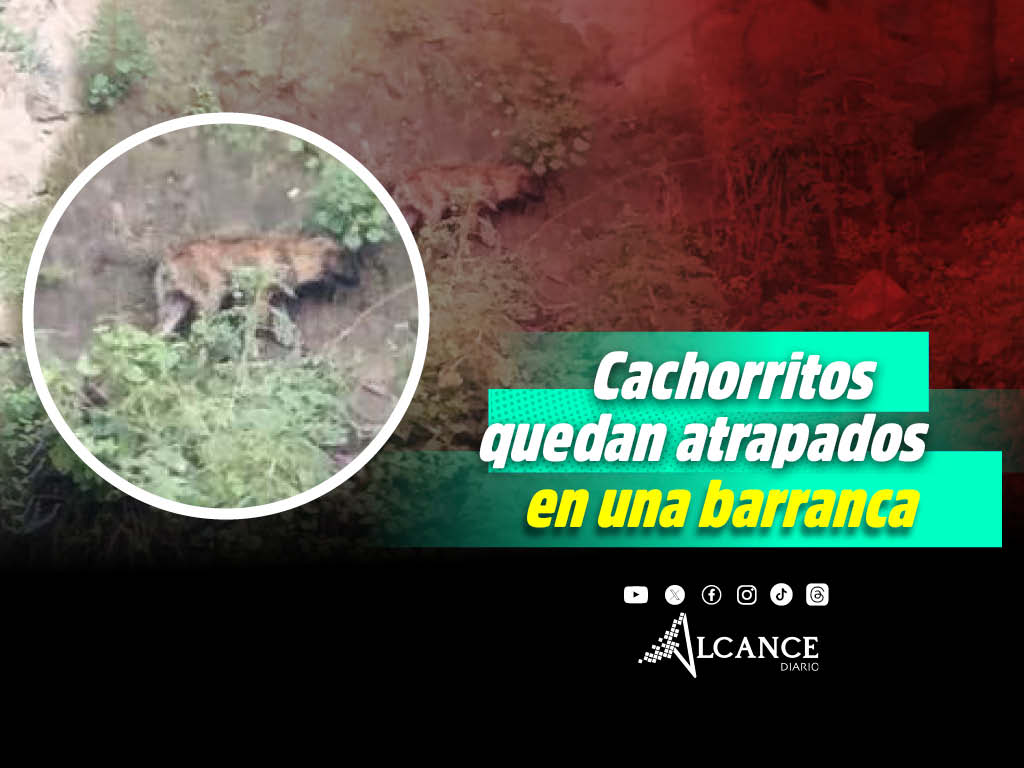 Cachorritos quedan atrapados en una barranca en Puebla; inician su rescate