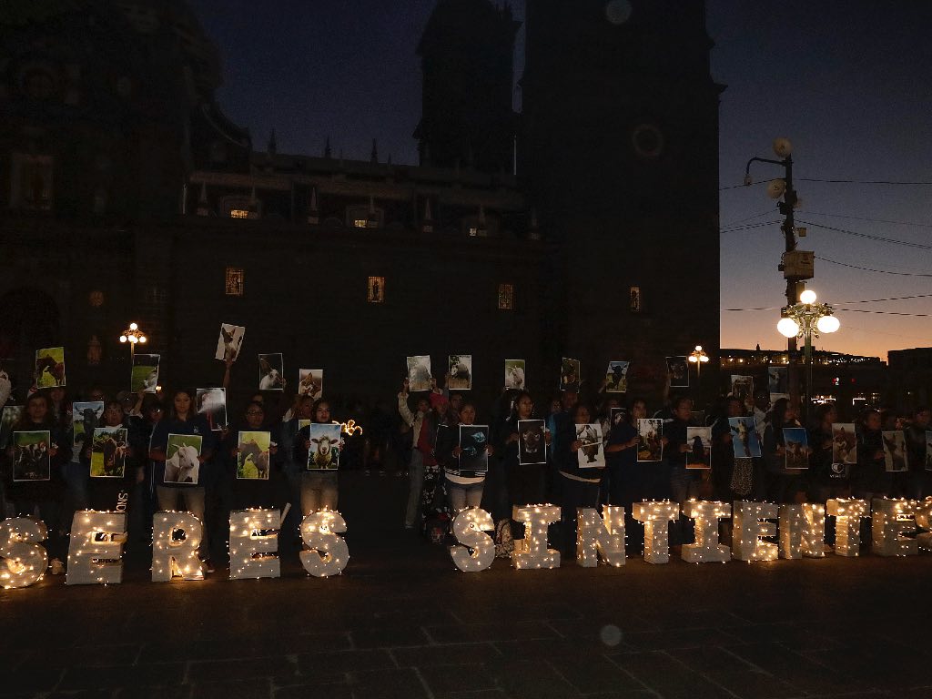 Piden animalistas internacionales a ciudadanía poblana respetar a los animales como seres sintientes