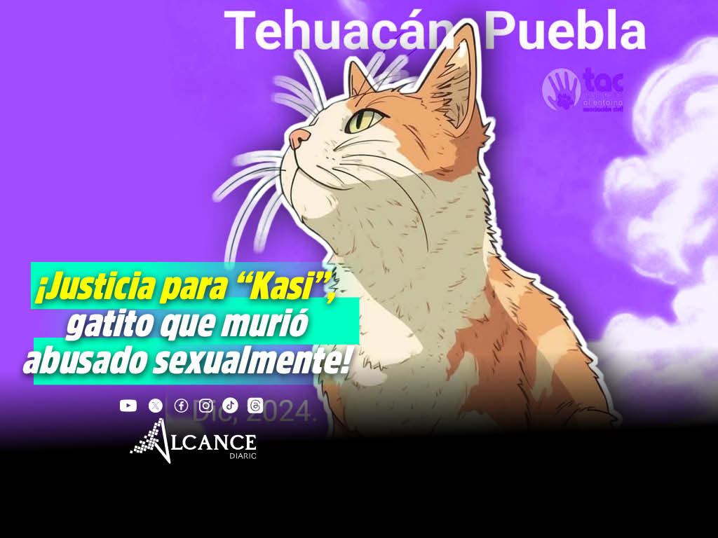 ¡Indignante! Muere "Kasi" gatito que fue abusado sexualmente en Tehuacán