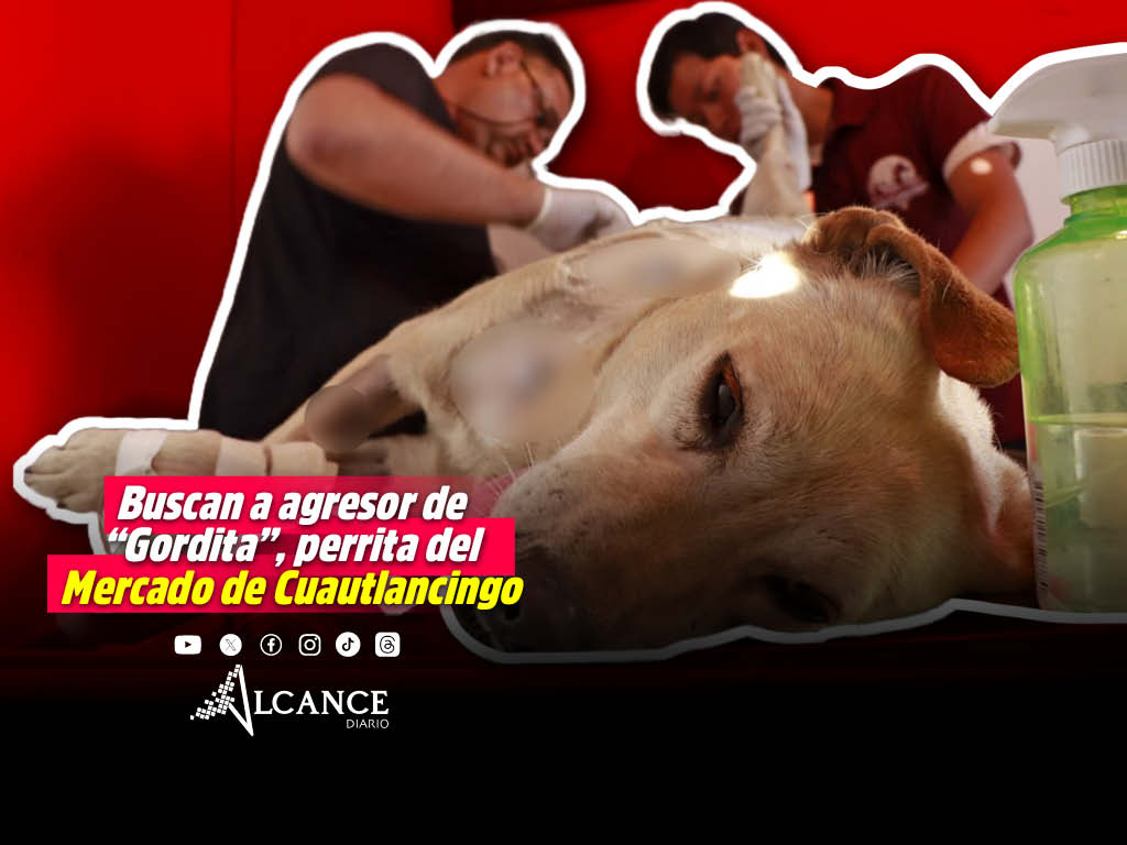 Atacan a machetazos a “Gordita” en el Mercado de Cuautlancingo; edil condena agresión a la perrita