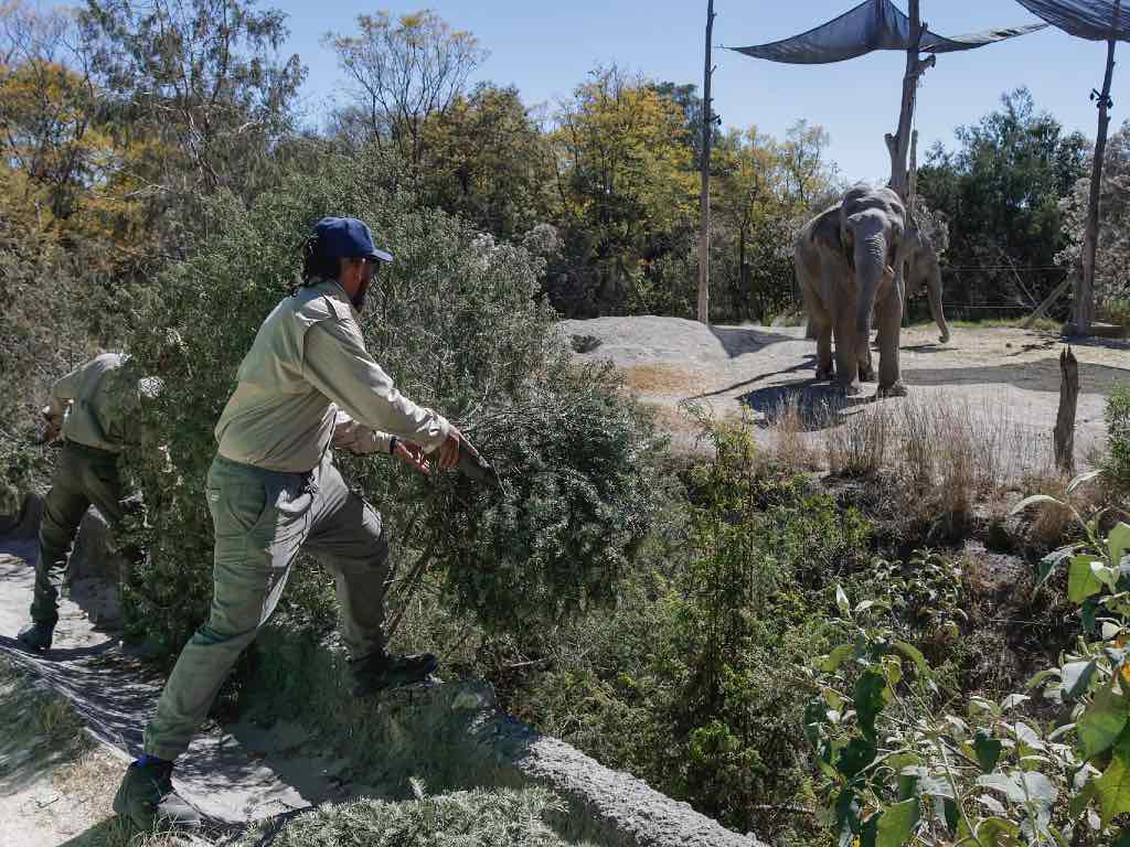 Lleva tu árbol de navidad a este Museo de Cholula y obten pases para Africam Safari