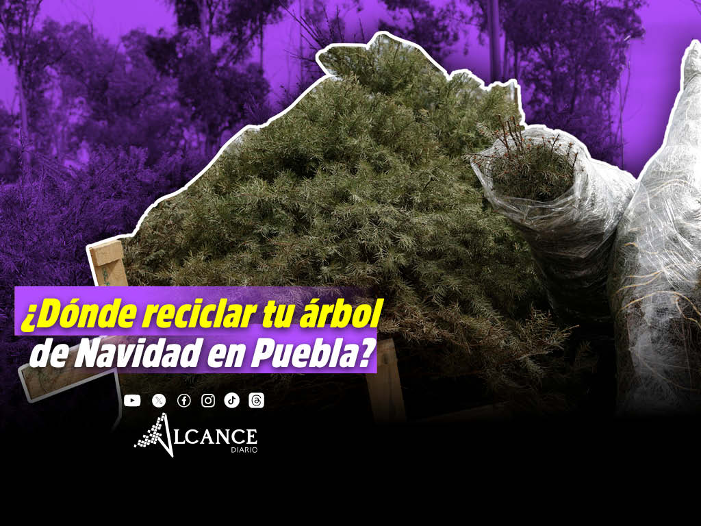 Aquí puedes llevar tu árbol de navidad para reciclar en Puebla
