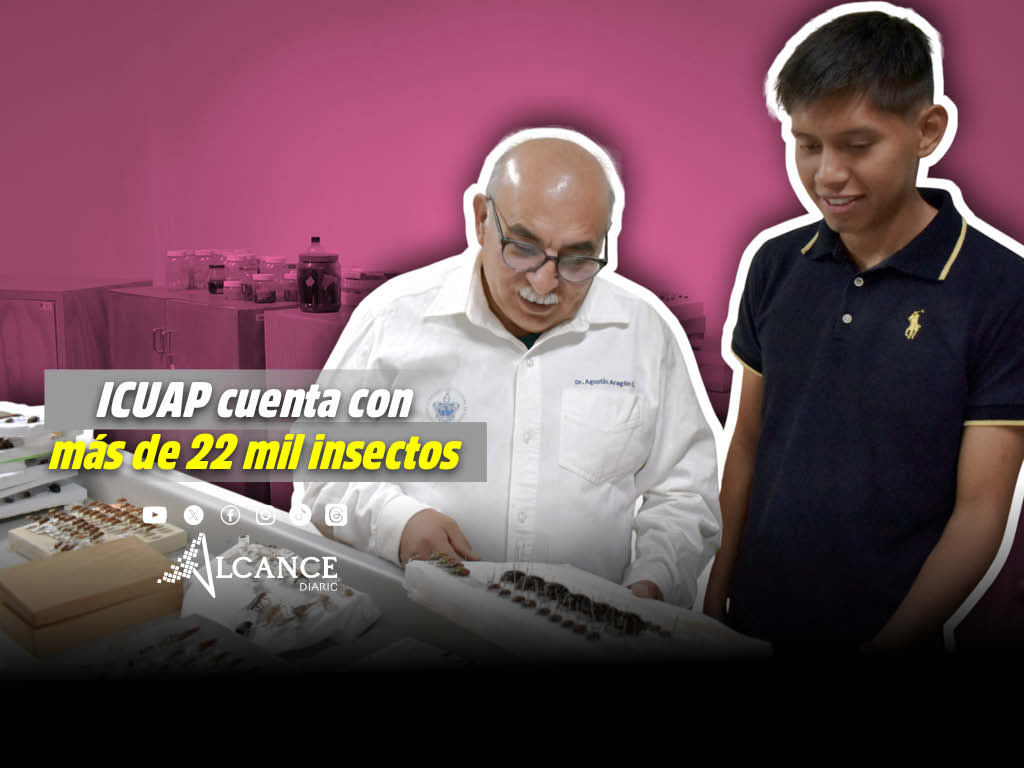 ICUAP insectos
