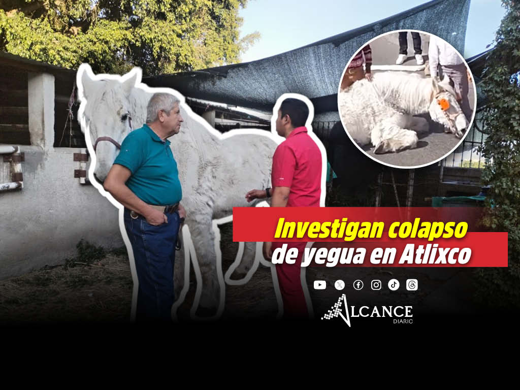 Esto ha pasado con la yegua que se desplomó tras jalar una calandria en calles de Atlixco