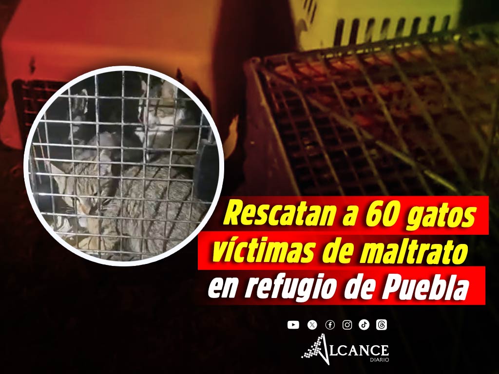 Denuncian maltrato animal a más de 60 gatos en el refugio Michigan de Amozoc