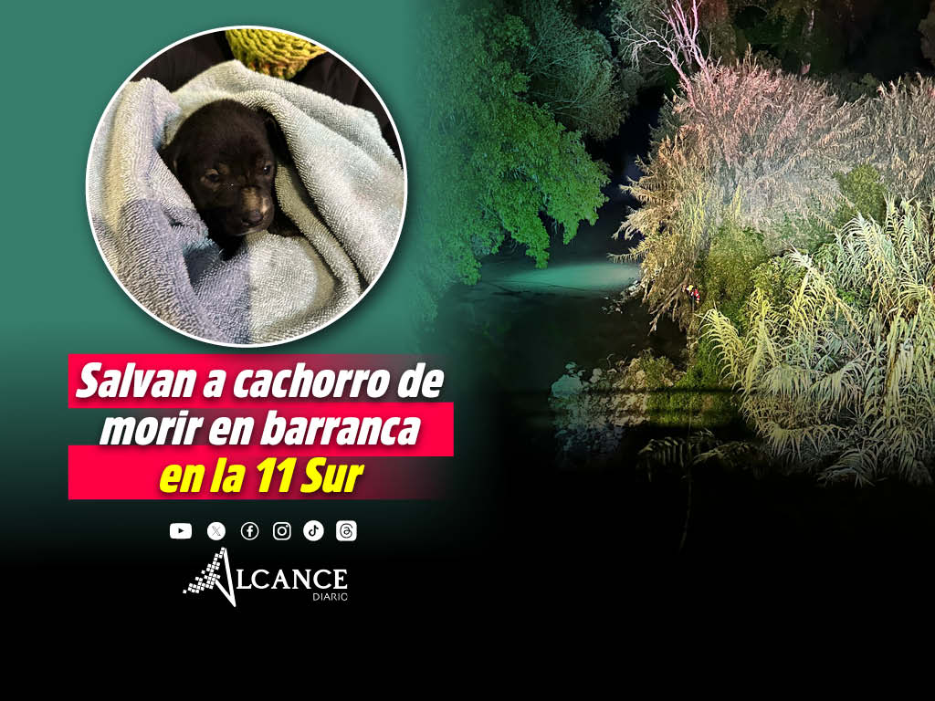 ¡Final feliz! Rescatan a perrito atrapado en barranca de la 11 Sur y familia lo adopta