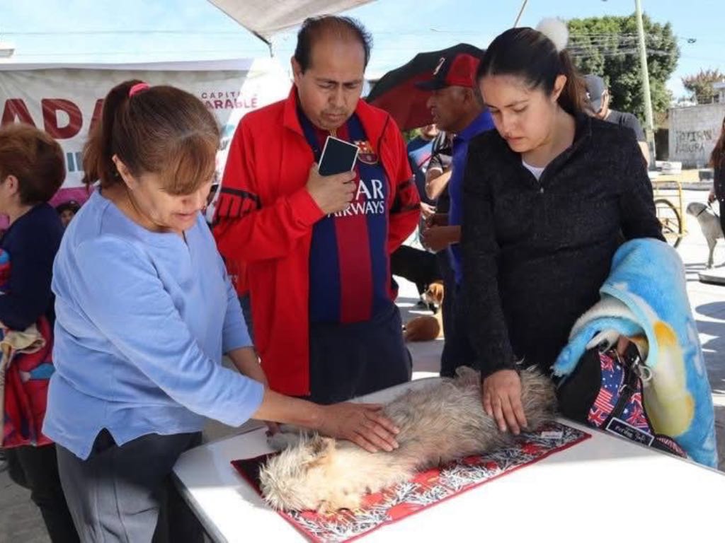 Realizan más de 100 esterilizaciones en Minerales del Sur durante jornada de bienestar animal