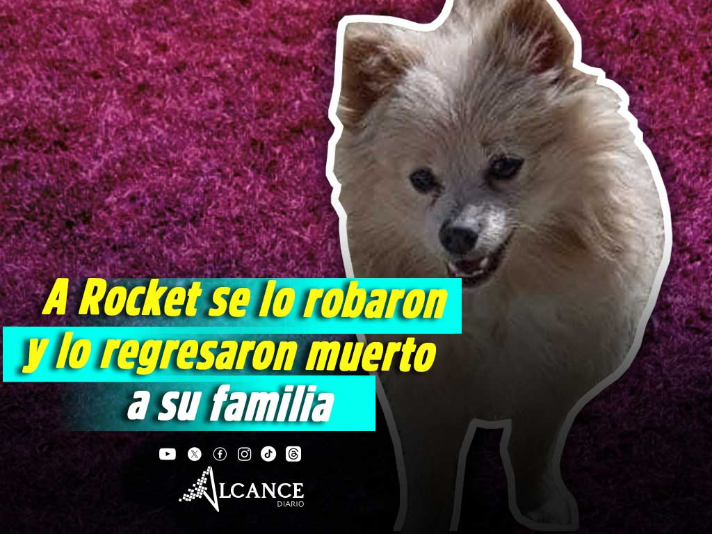 Piden justicia para Rocket, el perrito pomerania robado en Totimehuacan y devuelto sin vida en un Didi