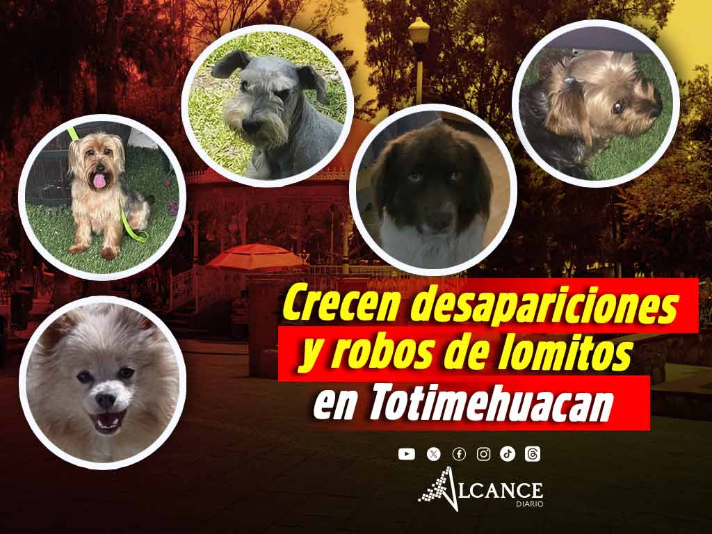Preocupa a Totimehuacan casos de perros desaparecidos: piden ayuda para encontrar a Güera, Cuqui y Mika