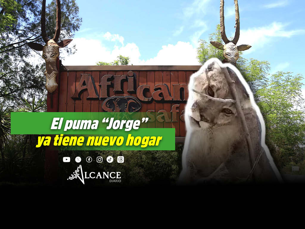 El puma “Jorge” residirá en Africam Safari tras deambular en calles de Tehuacán