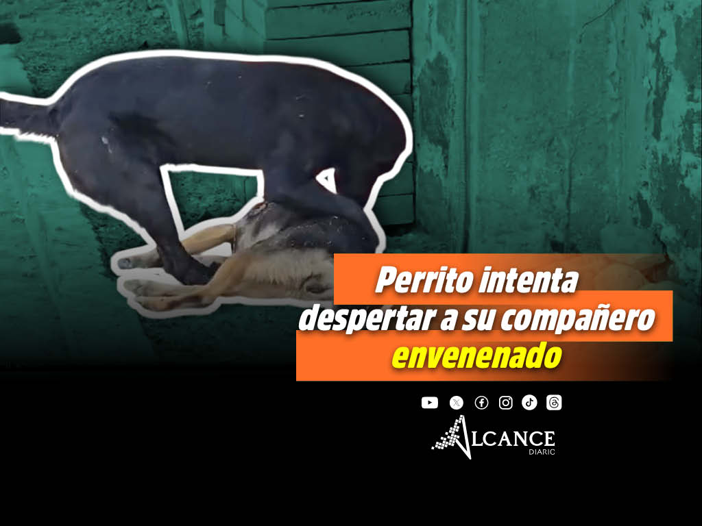Perritos envenenados