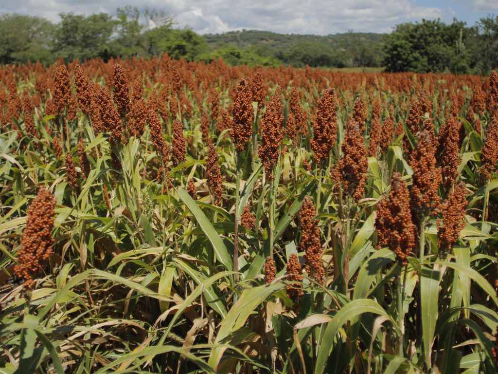 Puebla lidera en producción de sorgo; se cosecha más de 90 mil toneladas anualmente