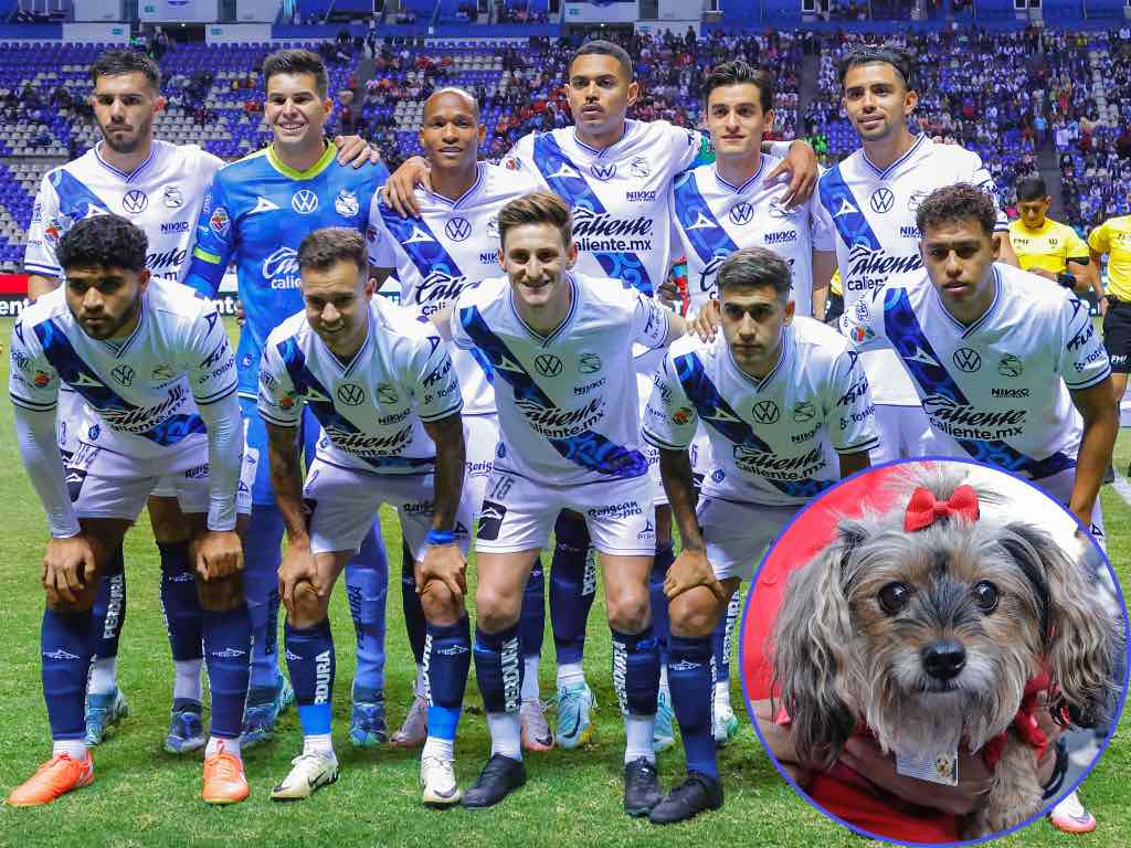“EnfranjaDogs”: Club Puebla, IBA y Beriscan Pro lanzan campaña para fomentar adopción de lomitos