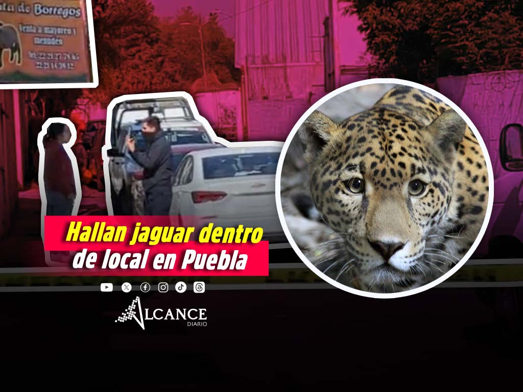 ¿Qué hacía ahí? Encuentran a jaguar en local cerca del Rastro Municipal en Puebla