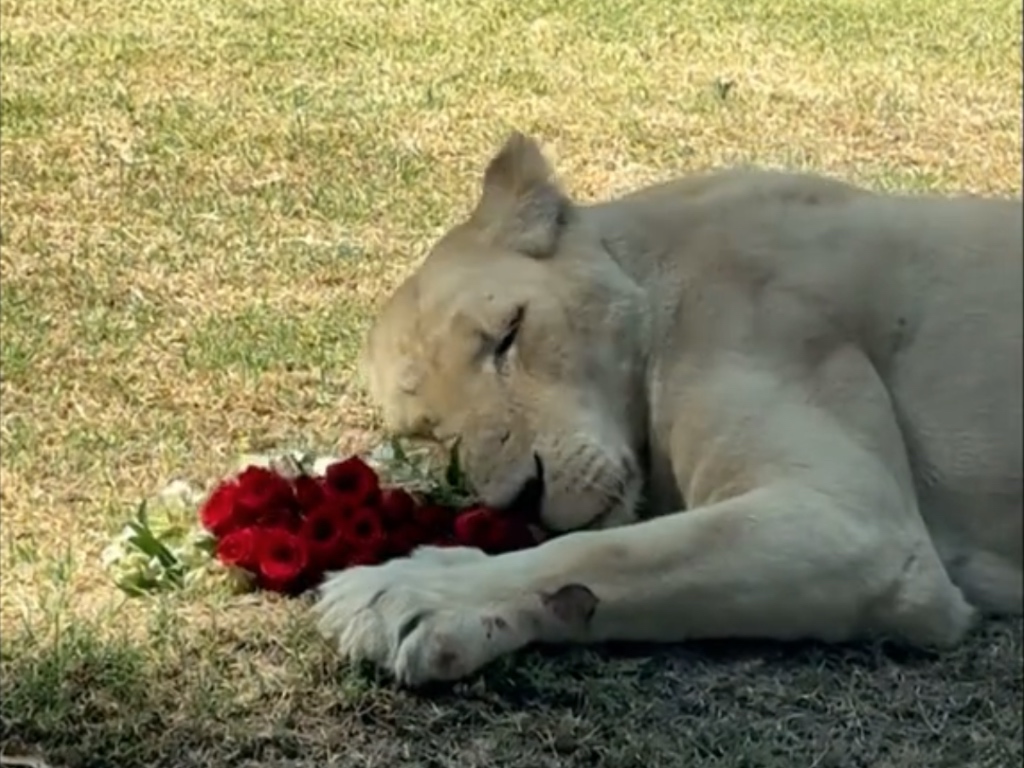 Rosas Leonas Zoológico del Altiplano