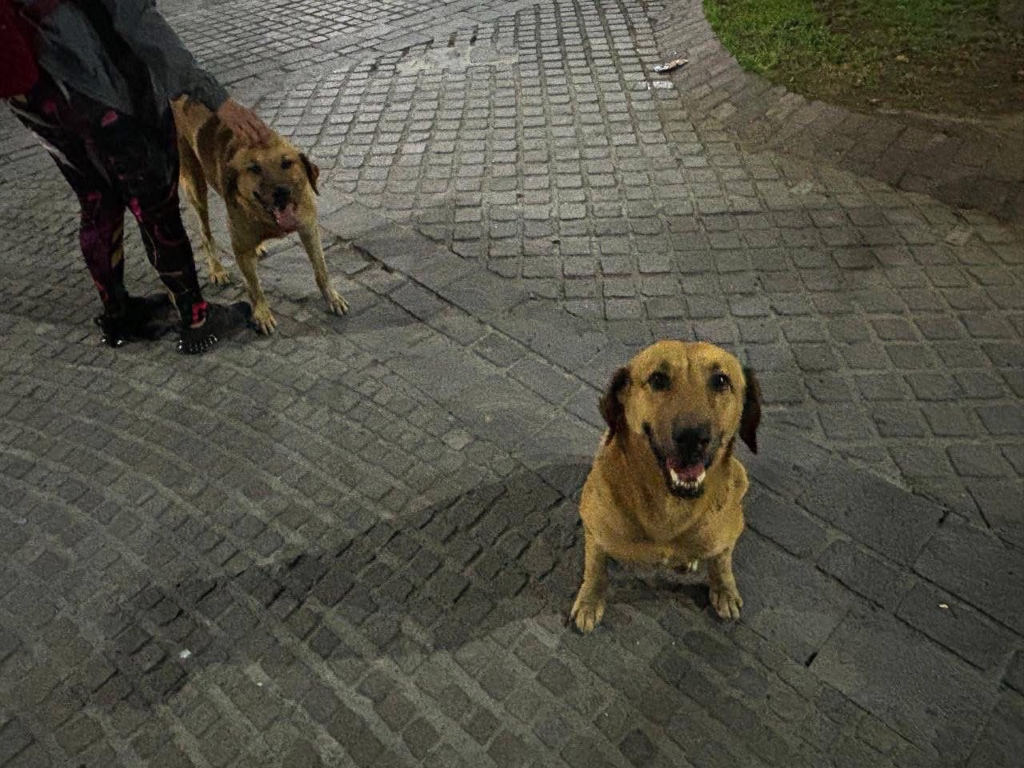 perritos Tehuacán envenenamiento Nicolás Bravo