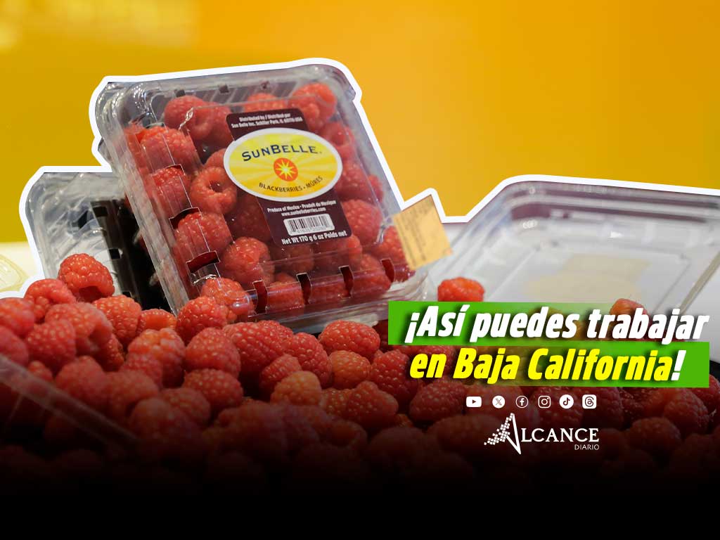 ¿Buscas trabajo? BerryMex está contratando y así puedes laborar en Baja California