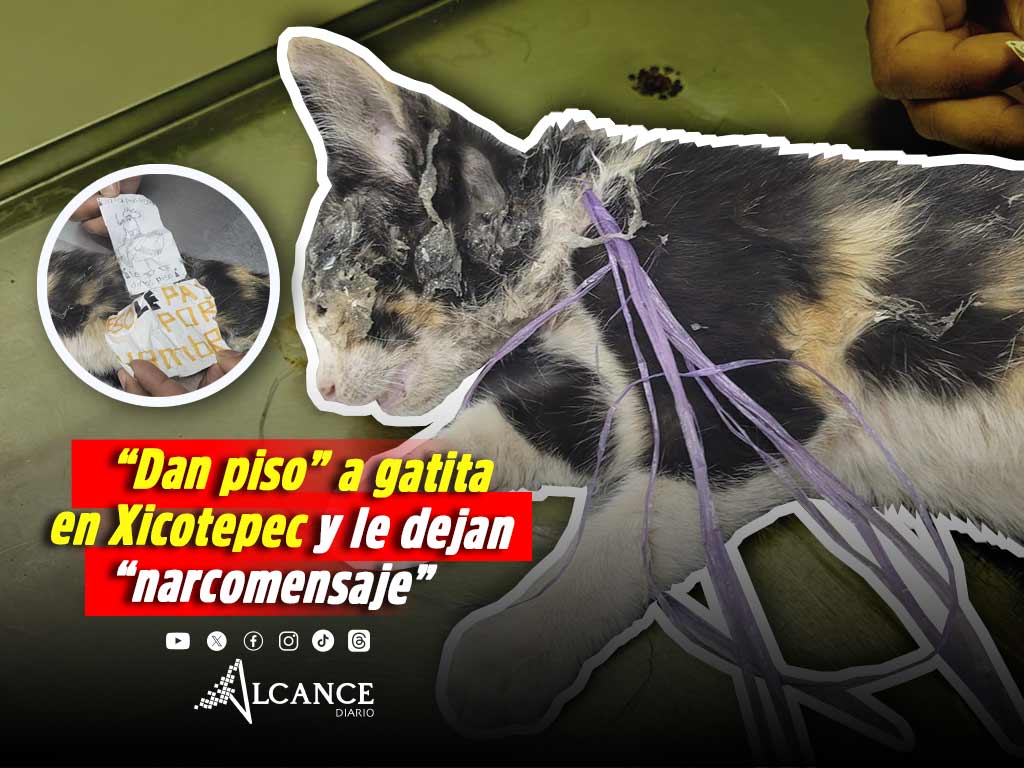 Nuevo caso de maltrato animal: “dan piso” a gatita en Xicotepec; IBA ya investiga