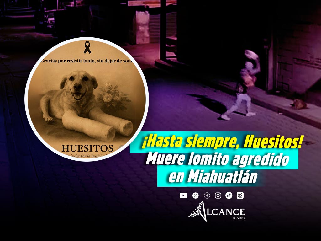 Muere Huesitos, perrito que había sido agredido con una piedra en Miahuatlán