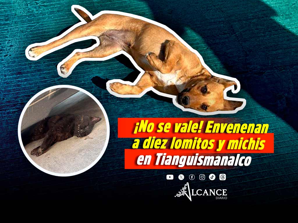Perritos gatitos envenenados Tianguismanalco