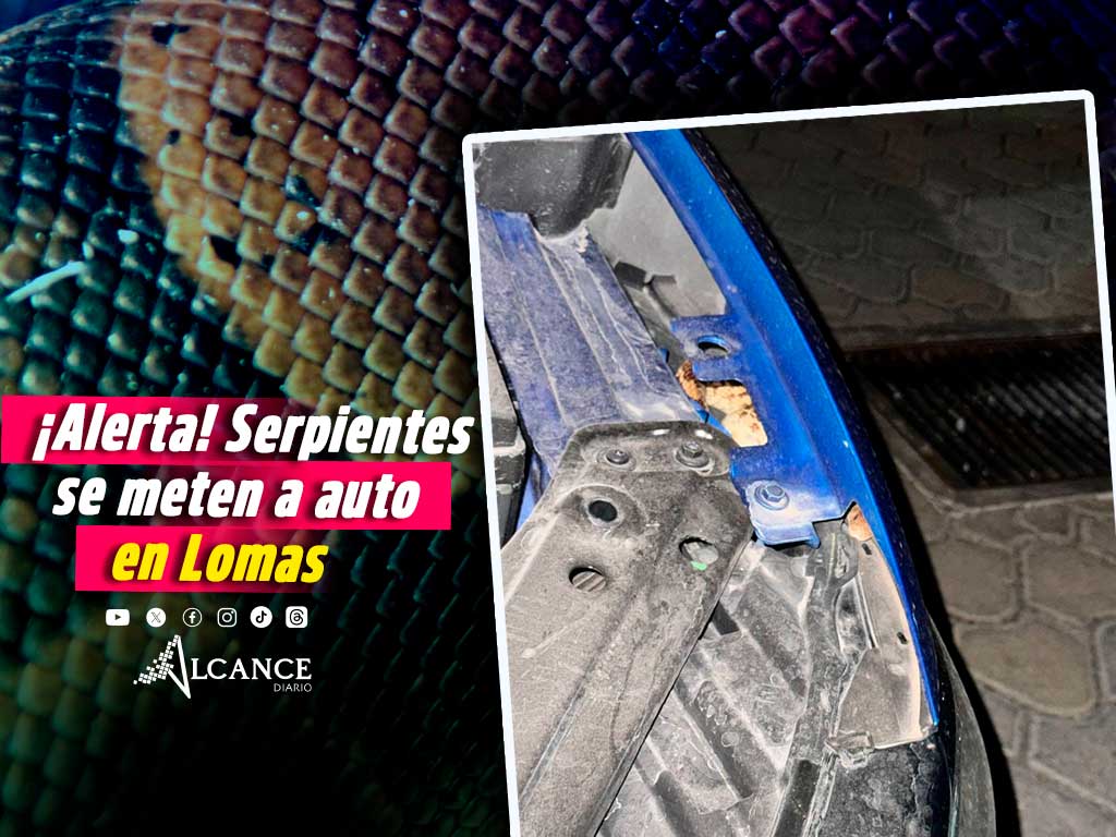 Hallan serpientes dentro de un auto en Lomas de Angelópolis; se habían metido al motor
