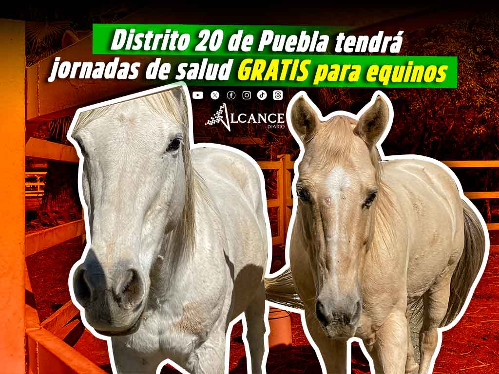 Llevarán jornadas de salud gratuita para equinos al Distrito 20 de Puebla